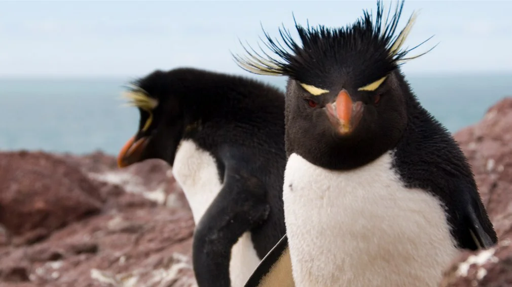 pinguinos